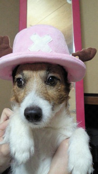 110820_hamapochi