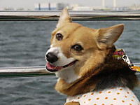 110903_hamapochi_03