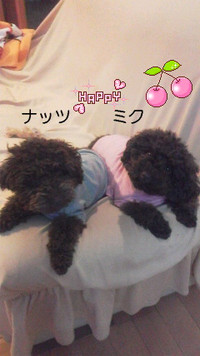 120512_hamaoichi