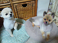 120707_hamapochi_2