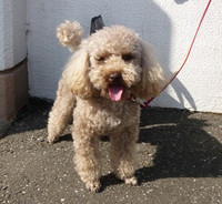 120714_hamapochi