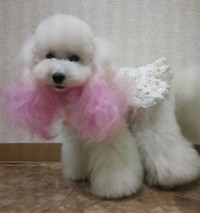 120908_dog