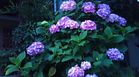 Ajisai_4