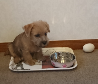 【ハマポチ】耳が立ってきたワンちゃん