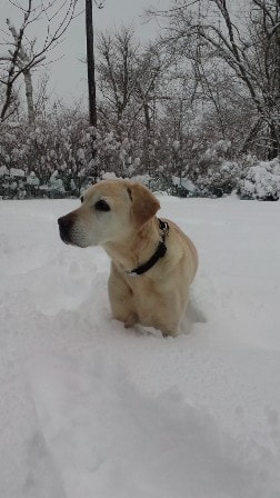 今日のメールテーマ「雪」にちなんで…