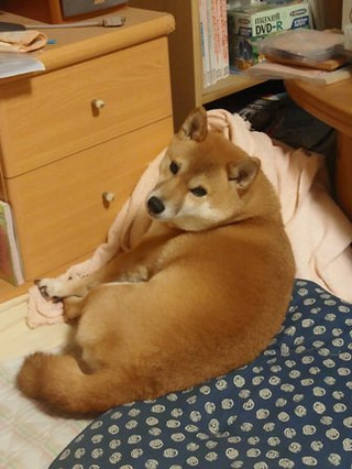 ラジオネーム：カ〜エンさんのワンちゃん、柴犬の「さくらちゃん」