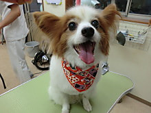 11/24 今日のワンちゃん！！