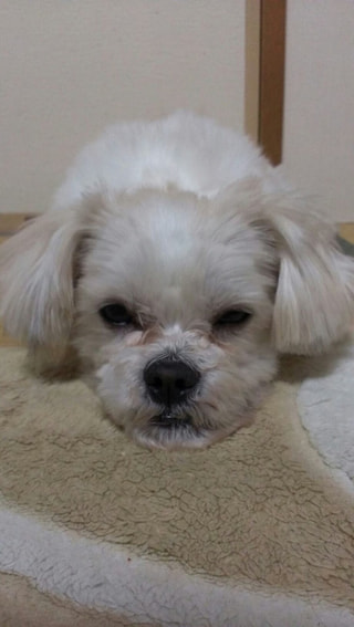 海に行ったらシミができたワンちゃん