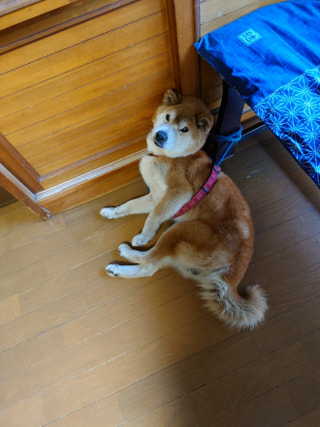 【ハマポチ】シニア犬も散歩は必要？