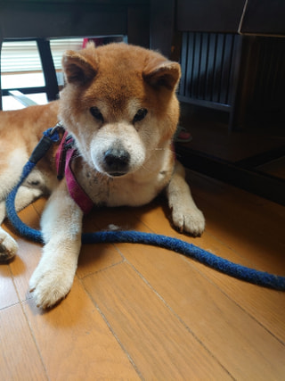 【ハマポチ】シニア犬と生活する注意点