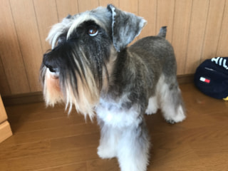 ワンちゃんのお尻の悩み