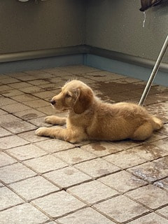 【ハマポチ】子犬のうちにやっておくべき事