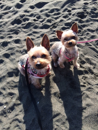 他の犬を見ると興奮してしまうワンちゃん