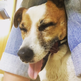 ワンちゃんの首輪について