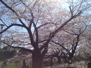 桜はやっぱりキレイ