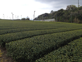 あちゃー！お茶ー！！