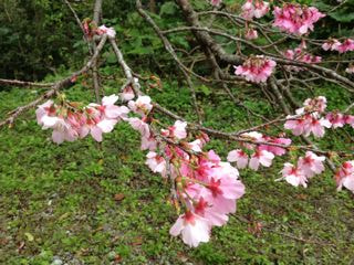 八重岳のさくら。