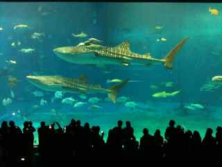 美ら海水族館。その２