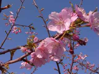 名護なんぐすくの桜。
