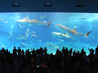 美ら海水族館。