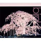 「桜 / bird」