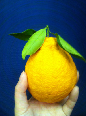 Photo_7
