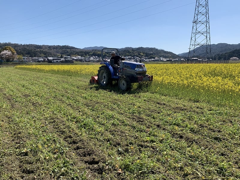 田んぼの菜の花の刈り取り