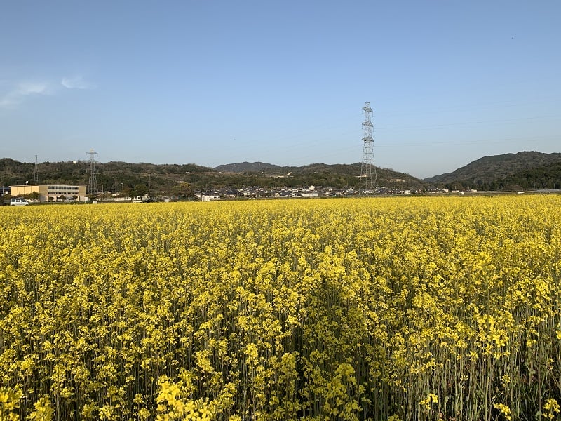 たなかみ米の田んぼに菜の花