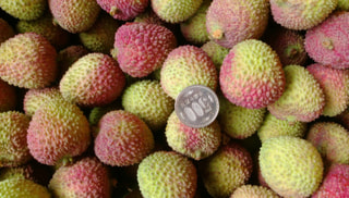 もうすぐ旬！こんなふうに実ってます、台湾の生ライチ・玉荷包