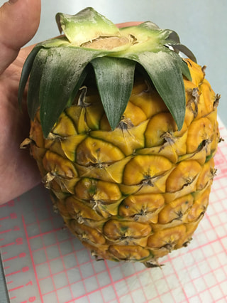 その甘さ、まるで和三盆糖のよう・・石垣島の匠が作る、国産パイナップル