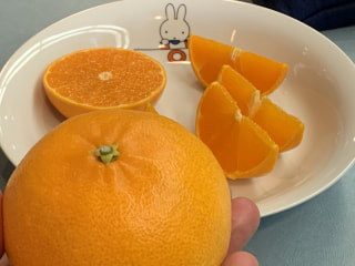 #ＪＡえひめ中央 #露地もの #せとか #バラ詰め #お得 #柑橘の女王