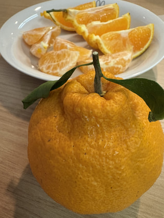 普通じゃない。全くの別物！樹熟栽培「別府・日出町産 葉付きデコポン」