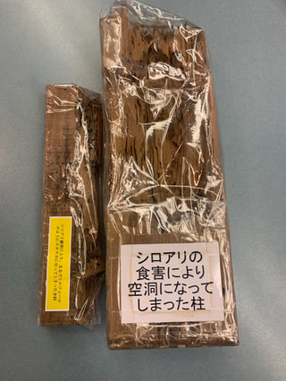 シロアリ駆除サービス！割引キャンペーン今シーズン最後の紹介！