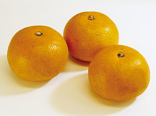 今年もやってきました☆絶品柑橘“木なり八朔”