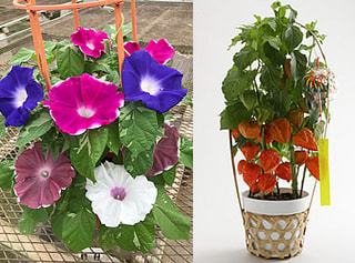 お花で夏気分を味わいませんか？夏の風物詩・朝顔とほおづきをセットでお届けします！！