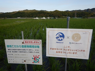 愛情が湧くお米をお届けします。エフヨコ田んぼ、できました。