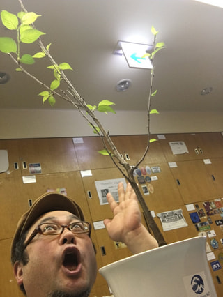 自宅に、記念植樹に、ありがたい。醍醐の不動明王桜