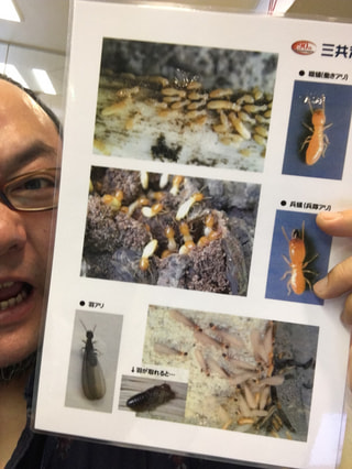 １匹いたら床下には数万匹。シロアリ被害で家の倒壊も。