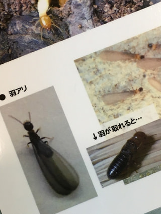 シロアリも、早期発見・早期治療が大事。