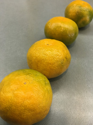 北原早生、季節に先んじて美味しい蜜柑を味わう贅沢。