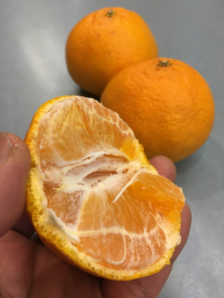 異次元に美味しい！樹熟デコポン