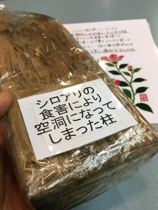 シロアリ点検は、思った時が行動すべき時