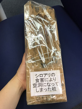 シロアリ繁殖期ですよ。