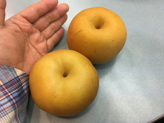 食後の唇まで甘い！絶品の梨「南水・太鼓判」
