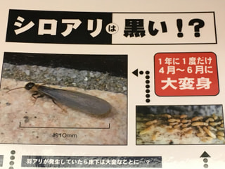 シロアリかな？と思ったら放置しないで点検を！