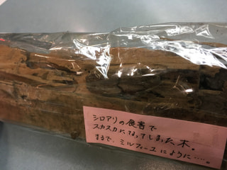 放置すると怖い、シロアリ。だから無料点検。