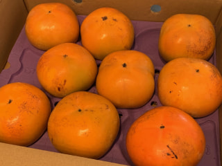 絶品柿「太秋柿」の季節がやってきました～！