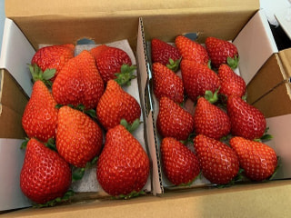 絶品いちご！！嘉山農園のイチゴ狩り＆完熟いちご2パック引換券！