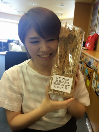 シロアリはゴキブリの仲間です。