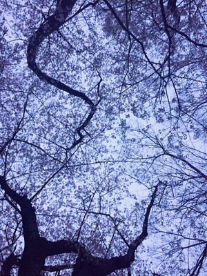 Hiroki14sakura